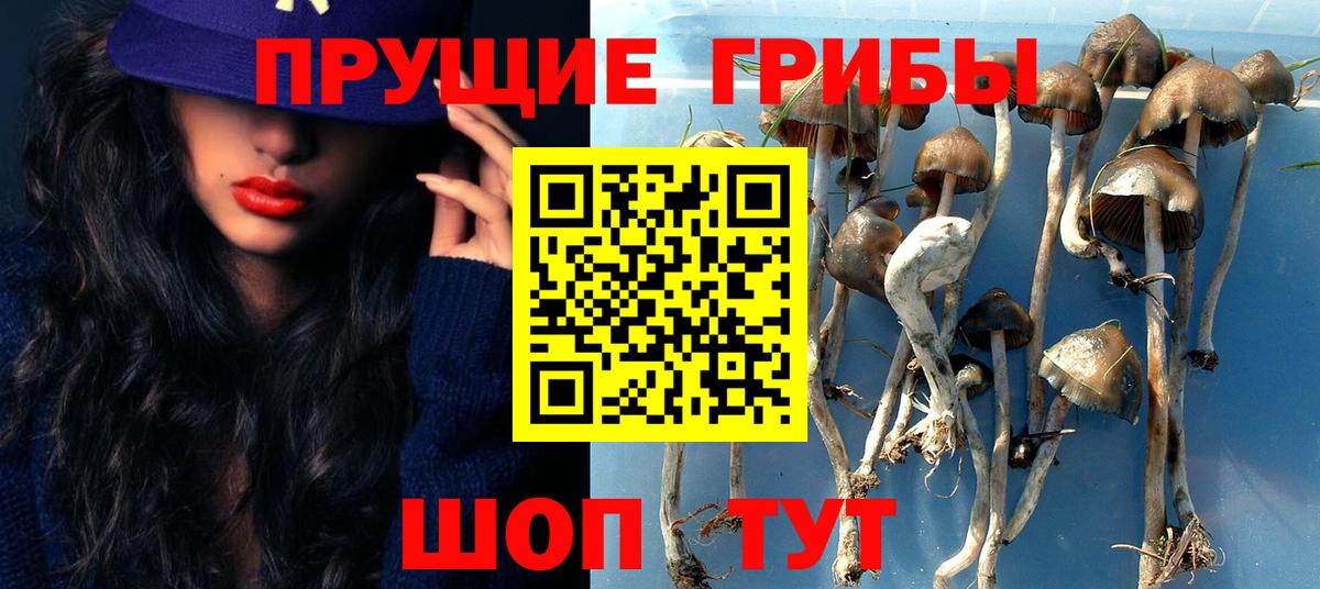 магазин продажи наркотиков  Вход с VPN  Новоалтайск  Псилоцибиновые грибы GOLDEN TEACHER  Галлюциногенные грибы прущие грибы 